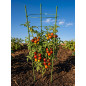 4-RING STEEL PLANT SUPPORT STAKE 120CM